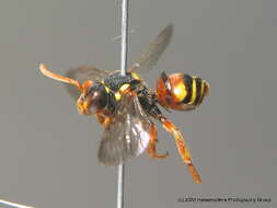 Image of Nomada fucata Panzer 1798