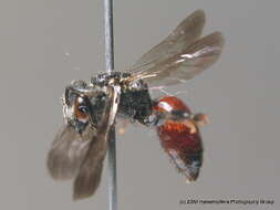 Sphecodes gibbus (Linnaeus 1758)的圖片