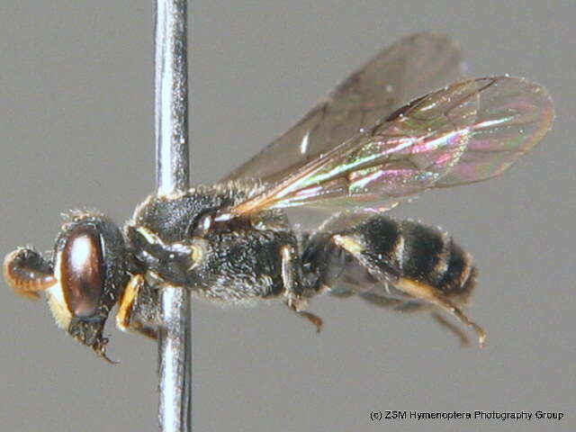 Image of Hylaeus gredleri Förster 1871