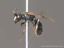 Image of Hylaeus brevicornis Nylander 1852