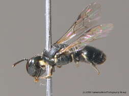 Image of Hylaeus brevicornis Nylander 1852