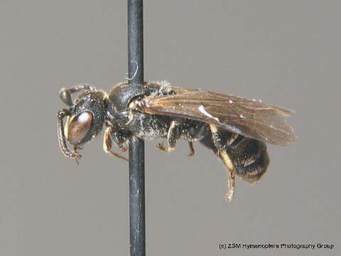 Image of Hylaeus brevicornis Nylander 1852