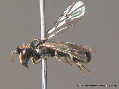 Image of Hylaeus brevicornis Nylander 1852