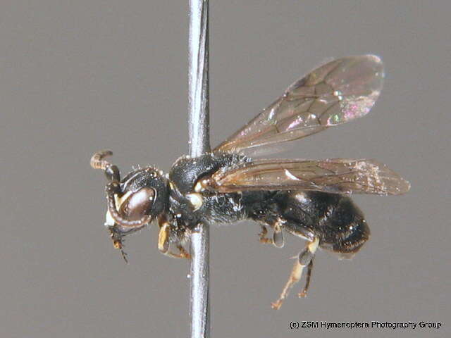 Image of Hylaeus brevicornis Nylander 1852