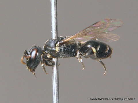 Image of Hylaeus brevicornis Nylander 1852