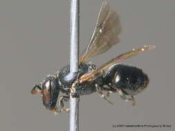 Image of Hylaeus angustatus (Schenck 1861)