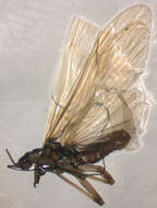 Image of Brachyptera risi (Morton 1896)