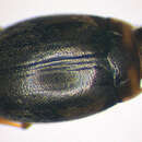 Image of <i>Hydroglyphus pusillus</i>