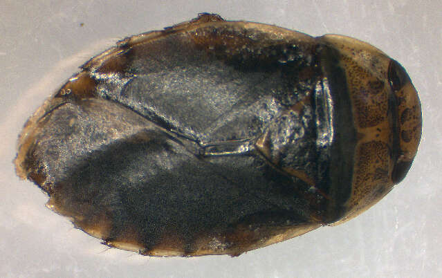 Image of Ilyocoris Stål 1861