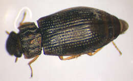 Image de Helophorus (Rhopalohelophorus) brevipalpis Bedel 1881