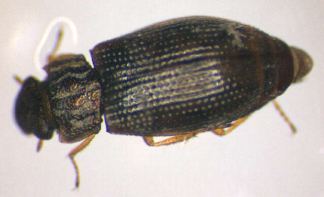 Image of Helophorus (Rhopalohelophorus) brevipalpis Bedel 1881