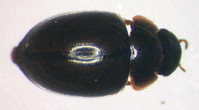 Image of Anacaena lutescens (Stephens 1829)