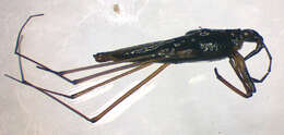 Image of Common pond skater