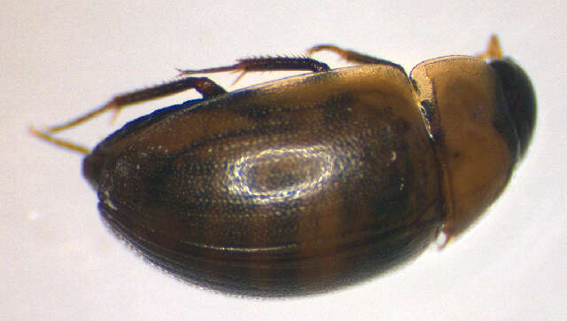 صورة Enochrus (Enochrus) melanocephalus (Olivier & A. G. 1793)