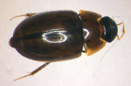 Sivun Enochrus (Methydrus) coarctatus (Gredler 1863) kuva