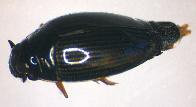 Image of <i>Gyrinus substriatus</i>