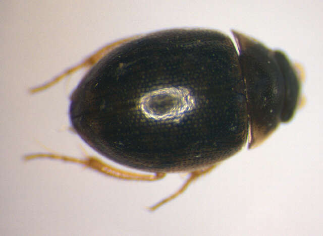 Laccobius (Laccobius) minutus (Linnaeus 1758) resmi