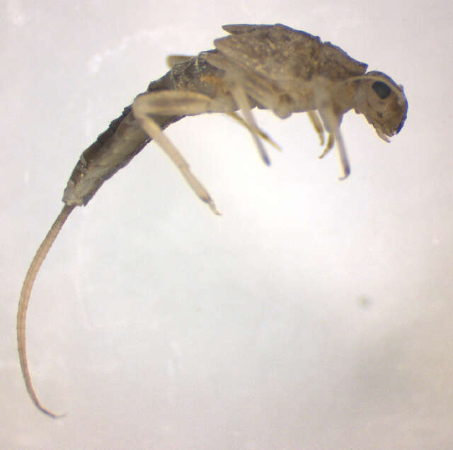 Image of Ephemerelloidea