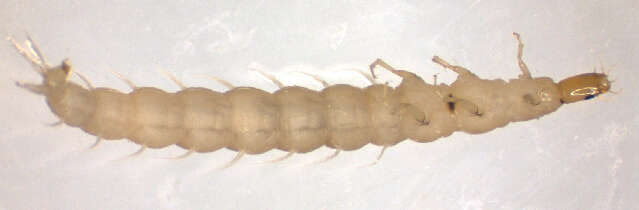 Image of <i>Orectochilus villosus</i>