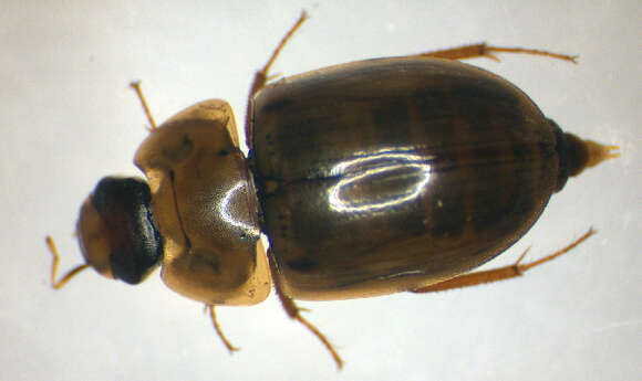 Image of Enochrus (Lumetus) testaceus (Fabricius 1801)