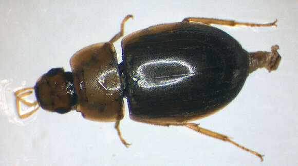 Image of Helochares (Helochares) lividus (Forster & J. R. 1771)