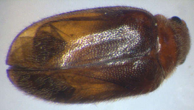 Image of Cyphon punctipennis