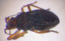 Image of velvet water bug