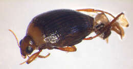 <i>Haliplus ruficollis</i> resmi