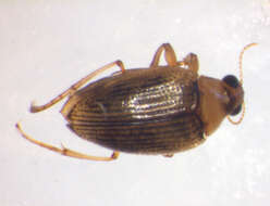 Image of <i>Haliplus fluviatilis</i>