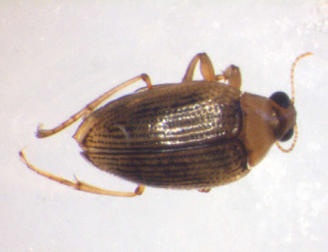 Image of <i>Haliplus fluviatilis</i>