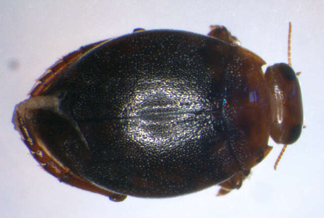 Image de Hyphydrus ovatus (Linnaeus 1761)