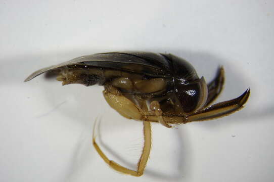 Image of Lesser water boatman