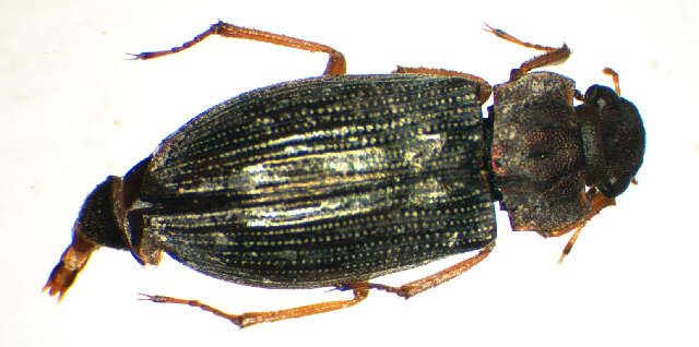 Image of Helophorus (Helophorus) grandis (Illiger 1798)