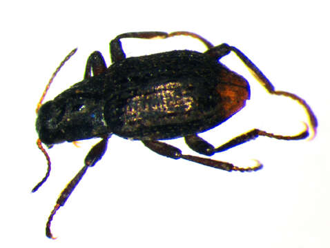 Image of Elmis rioloides (Kuwert 1890)