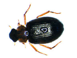 صورة Berosus (Berosus) luridus (Linnaeus 1760)