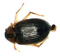 Image of Berosus (Berosus) signaticollis (Charpentier & T. 1825)