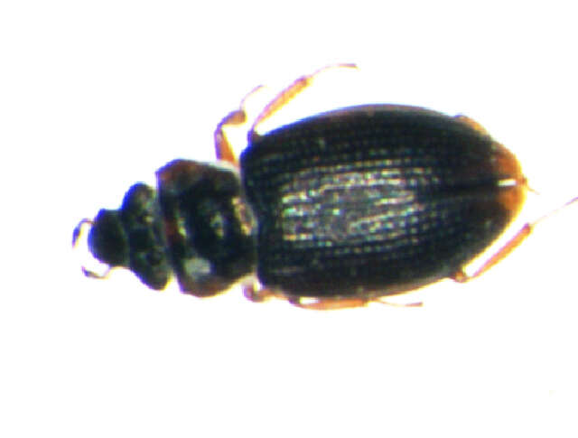 Image of Ochthebius (Ochthebius) pusillus Stephens 1835