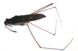 Image of Common pond skater