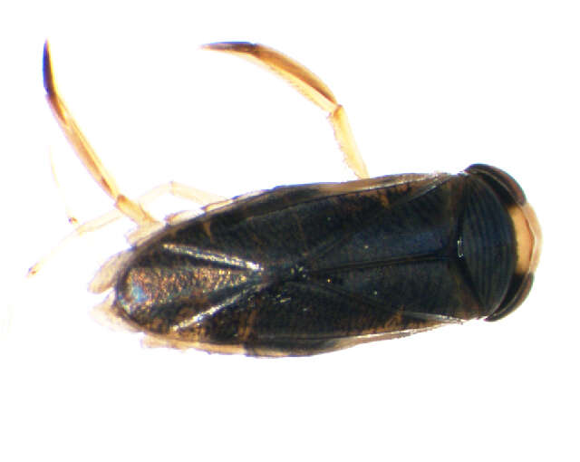 Image of Sigara lateralis (Leach 1818)