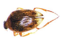 Image of <i>Haliplus ruficollis</i>