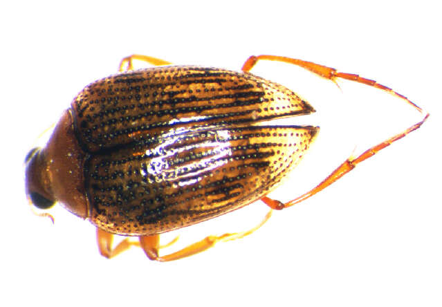 Image of <i>Haliplus ruficollis</i>