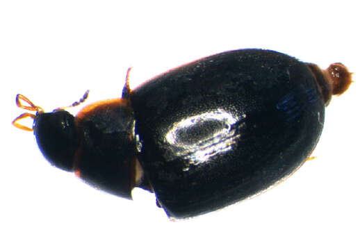 Image of Cymbiodyta marginella (Fabricius 1792)