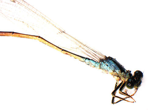 Image de Agrion Élégant