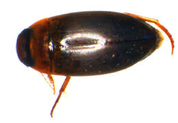 Image of Liopterus