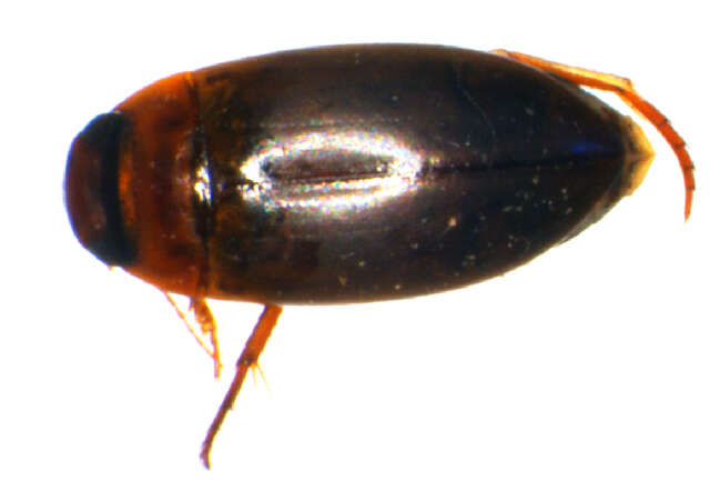 Image of Liopterus