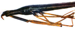 Image of Ranatra linearis (Linnaeus 1758)