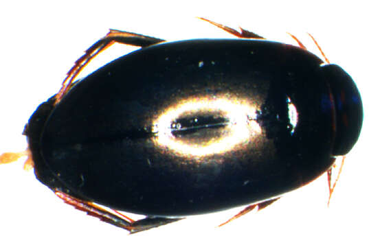 Image of Ilybius chalconatus (Panzer 1796)