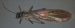 Image of Amphinemura sulcicollis (Stephens 1836)