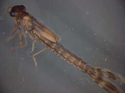 Imagem de Lestes viridis