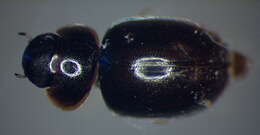 Image of Anacaena lutescens (Stephens 1829)